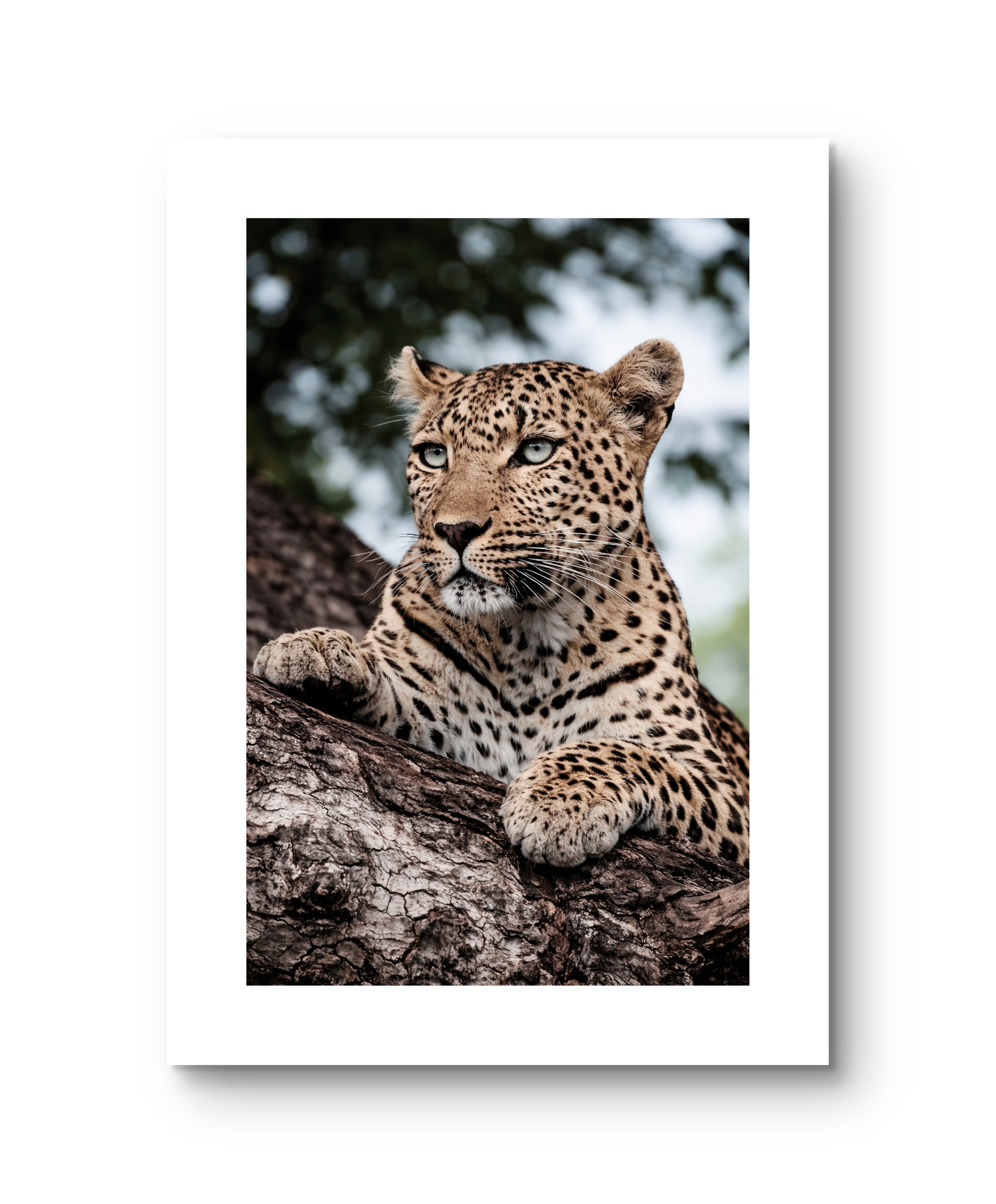 Leopard