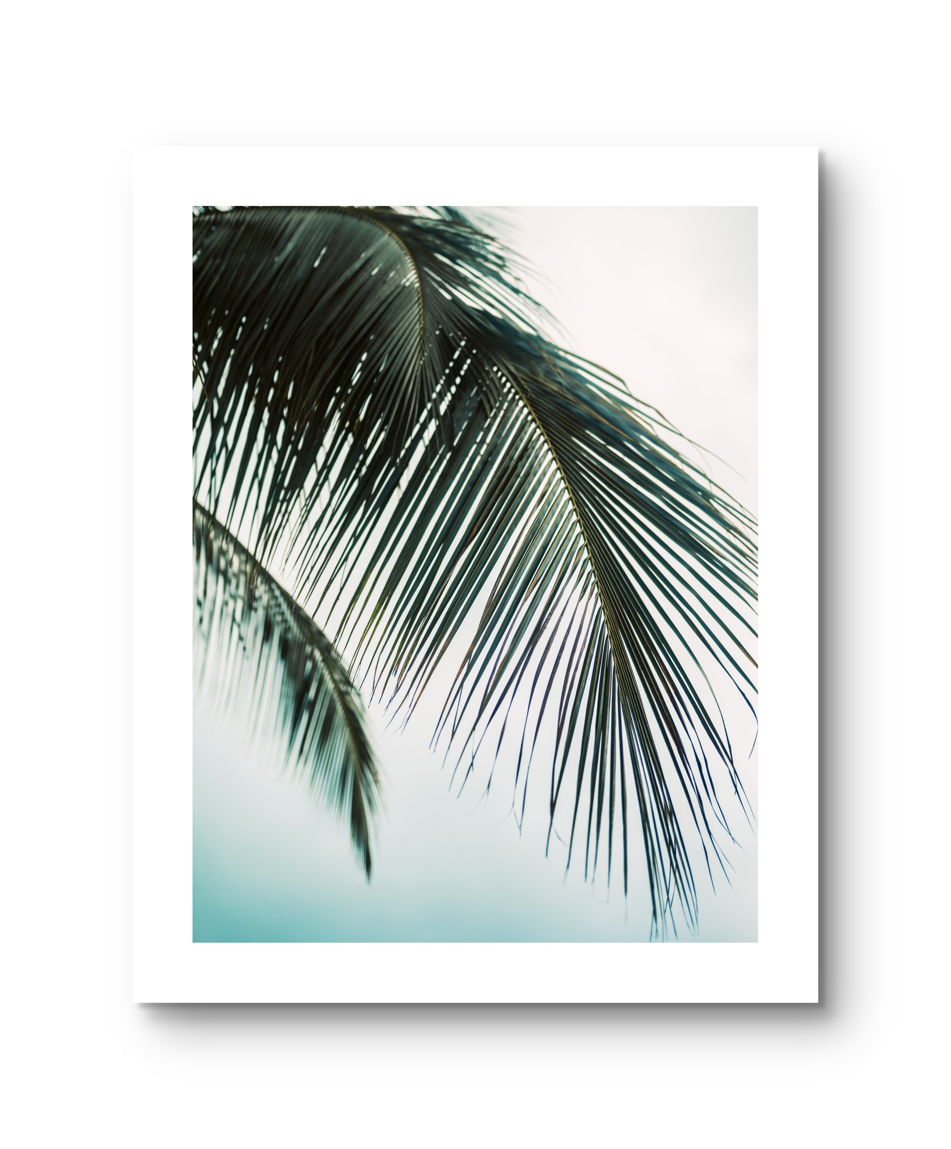 Palm Blue
