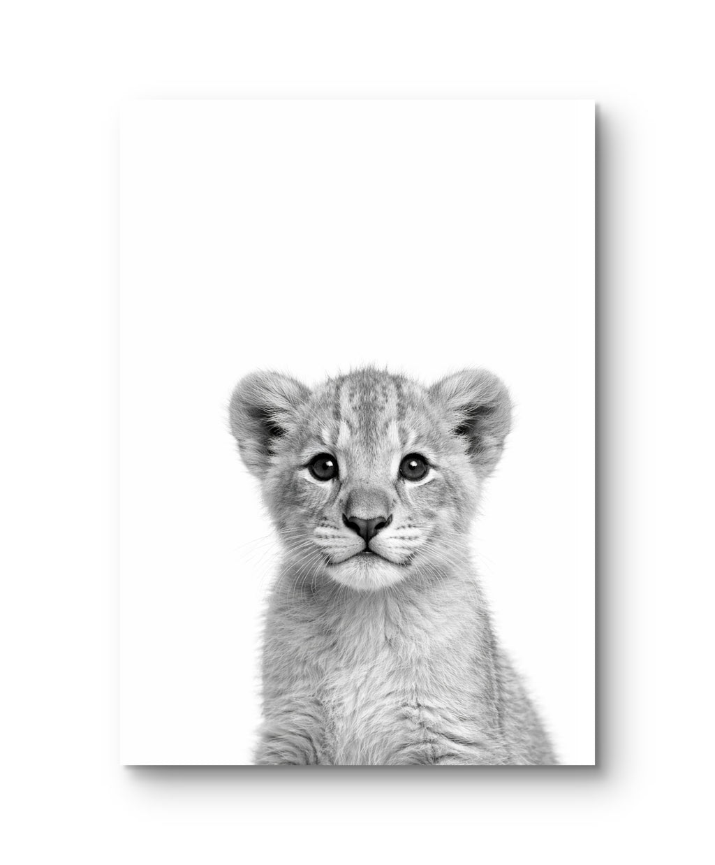 Wildlife Baby