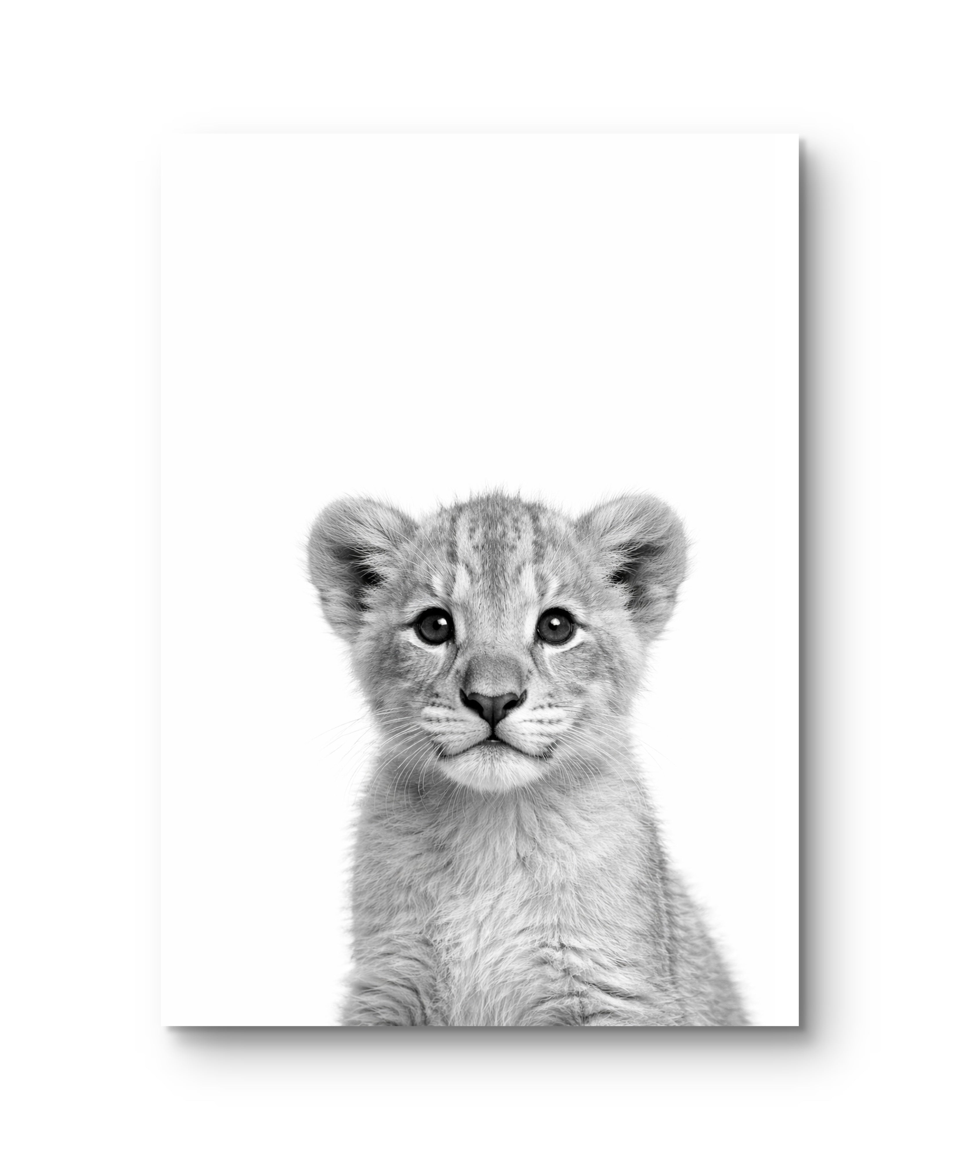 Wildlife Baby